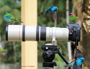 鏡中生靈 佳能鏡頭與小鳥(niǎo)的創(chuàng)意攝影互動(dòng)