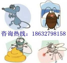 滄州滅蟑螂、除四害全攻略 粘蠅帶等實效工具與專業服務指南